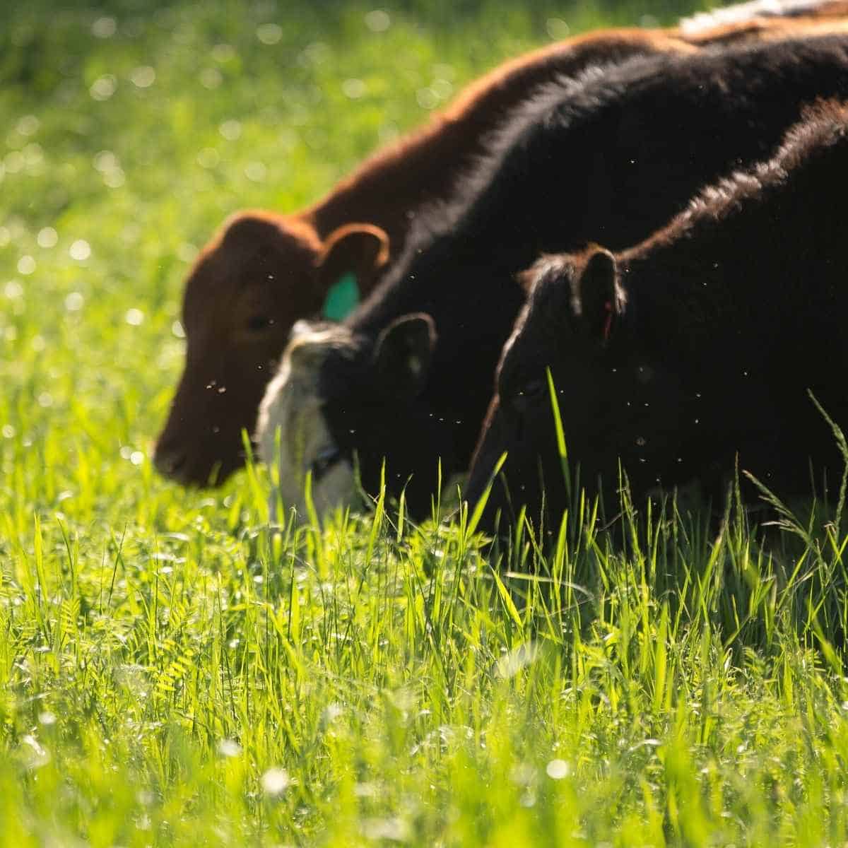 cows eating grass - Eating Sticks of Butter on Keto: A Nutritionist and a Dr. Way In