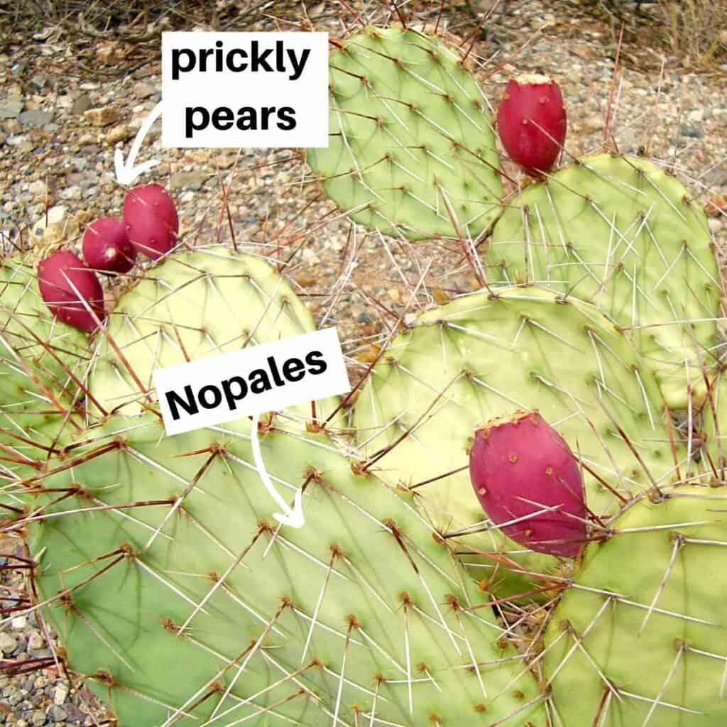 parts of the cactus 1024x1024 - Are Nopales Keto