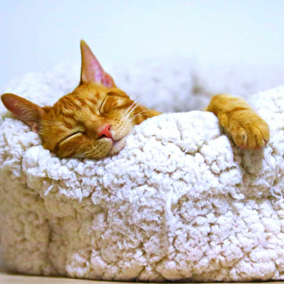 cat sleeping in an off white cat bed